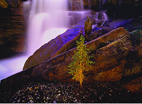 小树,瀑布,靠近,班芙国家公园,艾伯塔省,加拿大