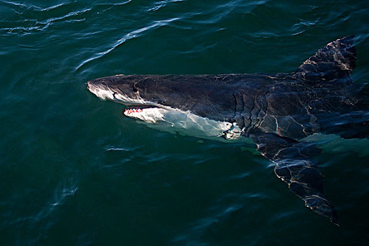 大白鲨,沙鲨属,水面,福尔斯湾,南非