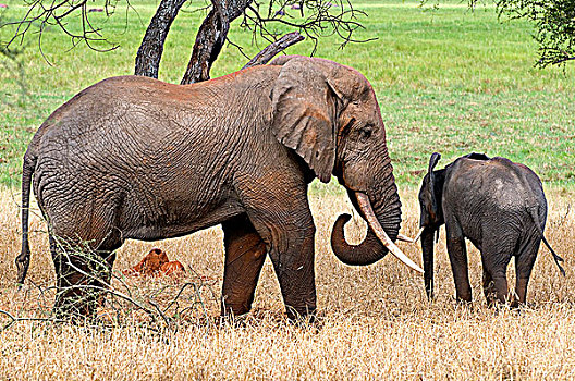 家庭,非洲象,土地,塔兰吉雷国家公园,坦桑尼亚