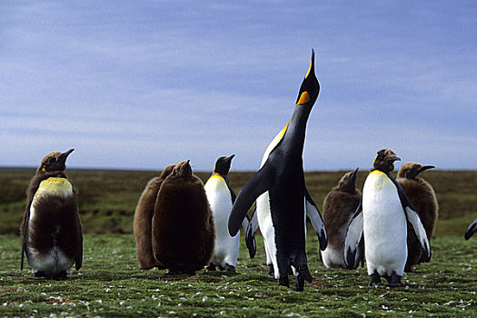 福克兰群岛,自愿角,帝企鹅,生物群,企鹅,通话