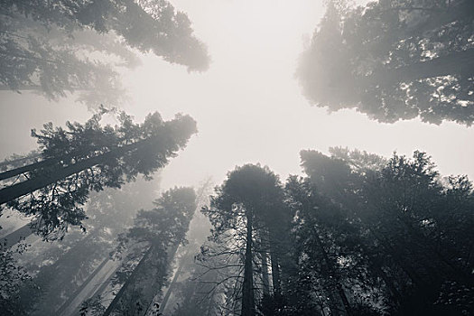 大树,雾,红杉国家公园