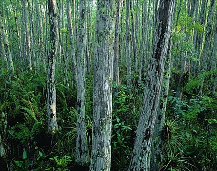 柏树,保护区,佛罗里达大沼泽,美国