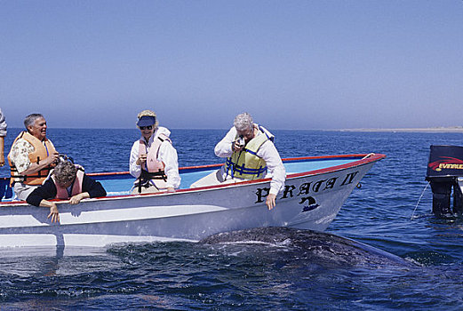 墨西哥,北下加利福尼亚州,靠近,人,接触,灰鲸