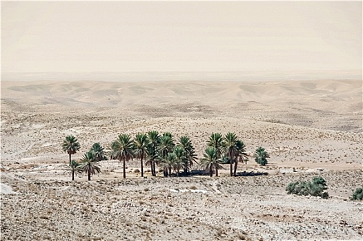 小,绿洲,靠近,托泽尔,撒哈拉沙漠