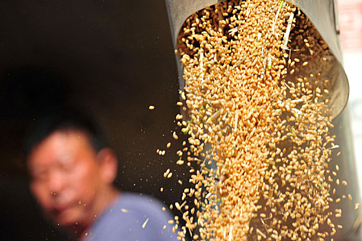 金色小麦丰收收割机作业
