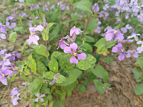 花草