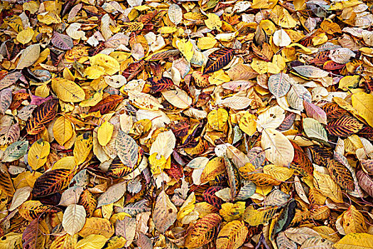 秋叶,地上,德国,欧洲