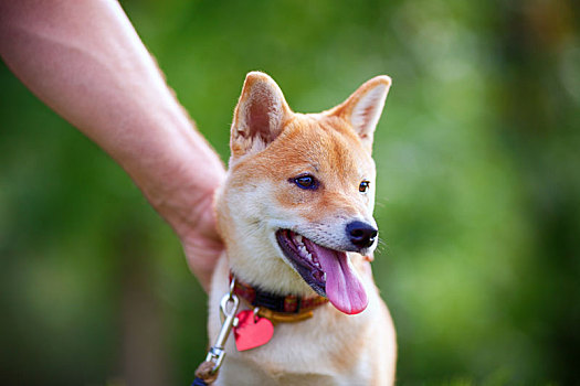 柴犬,花园