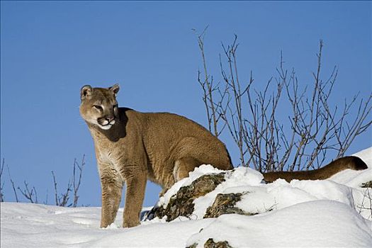 美洲狮,雪中,凯利斯贝尔,蒙大拿