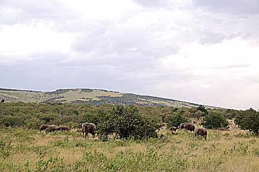 肯尼亚非洲象-云霞下的象