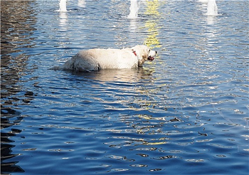 狗,水中