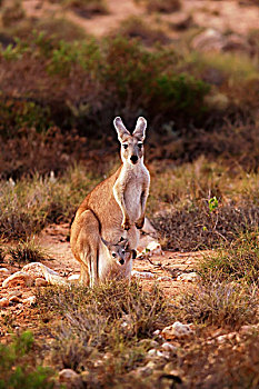 大灰袋鼠,灰袋鼠,幼兽,育儿袋,国家公园,西澳大利亚