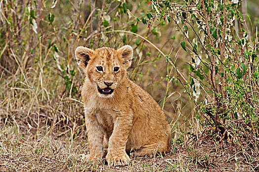 幼狮,狮子,马赛马拉,野生动植物保护区,肯尼亚