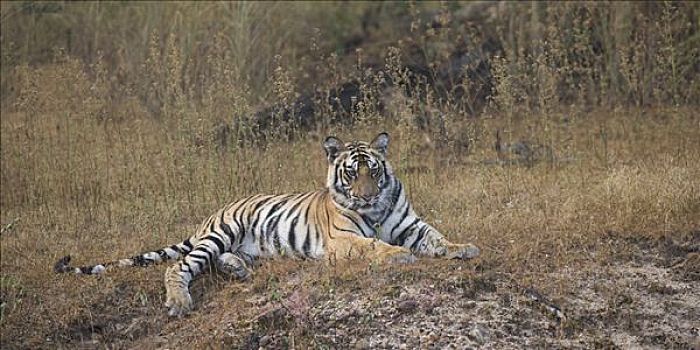 孟加拉虎,虎,幼小,女性,休息,班德哈维夫国家公园,中央邦,印度