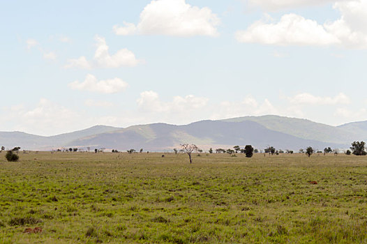 风景,查沃,东方,大草原,肯尼亚