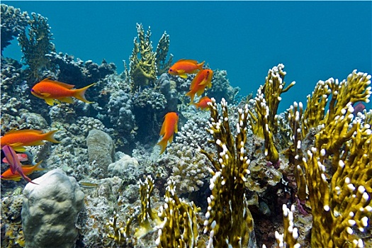 珊瑚礁,珊瑚,异域风情,鱼,仰视,热带,海洋,蓝色背景,水,背景