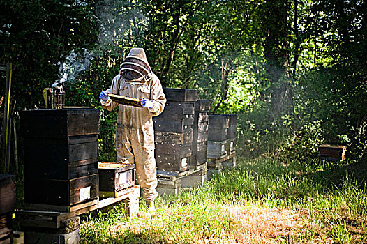 养蜂人,工作,蜂窝