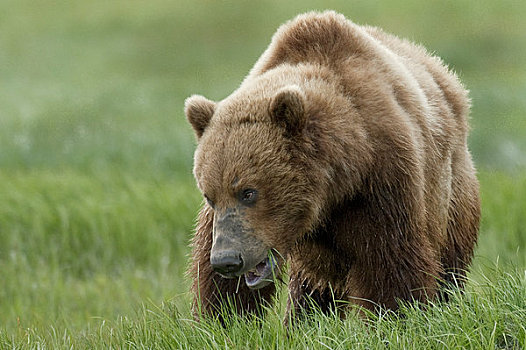 棕熊,吃,莎草,草,湾,卡特麦国家公园,西南方,阿拉斯加,夏天