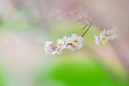 初春梅园梅花绽放