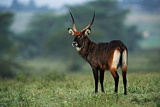 肯尼亚,水羚,大幅,尺寸