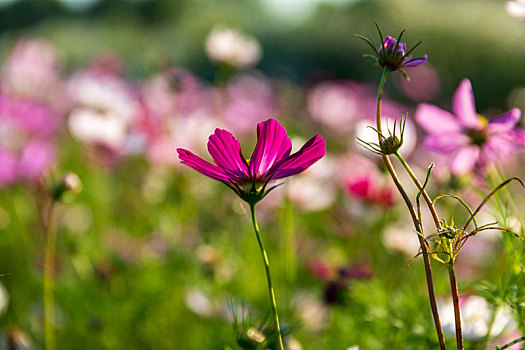 鲜花