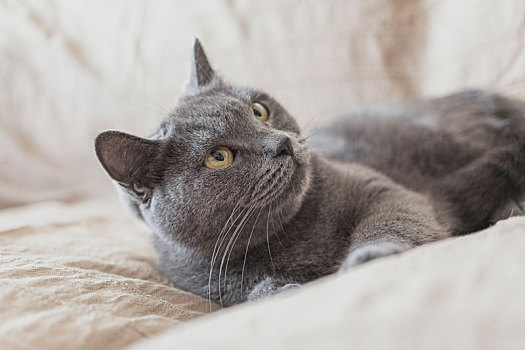 一只可爱的灰色短毛蓝猫在沙发上