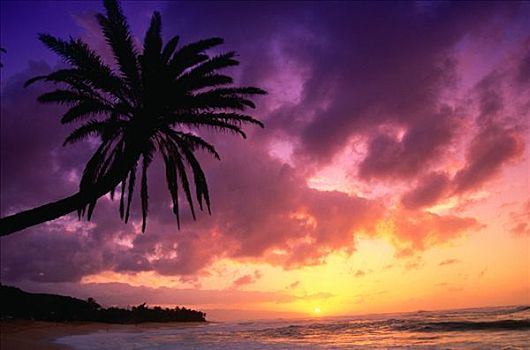 棕榈树,日落,瓦胡岛,夏威夷,美国