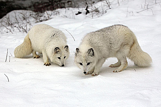 北极,狐狸,一对,成年,觅食,雪,冬天,蒙大拿,美国