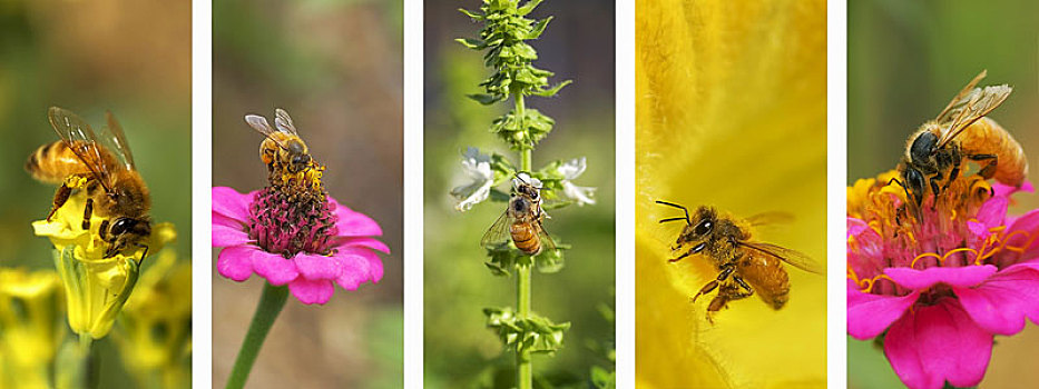 全景,自然,蜜蜂,蒙太奇,背景