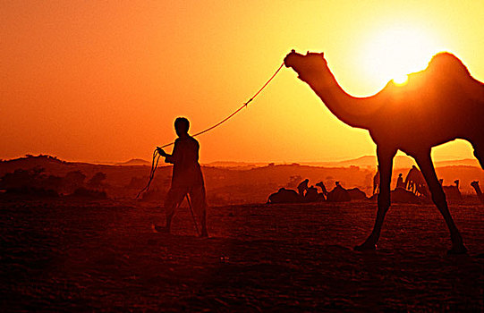 普什卡,男人,骆驼