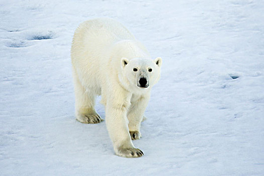 格陵兰,声音,北极熊,走,海冰