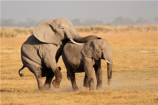 交配,非洲象