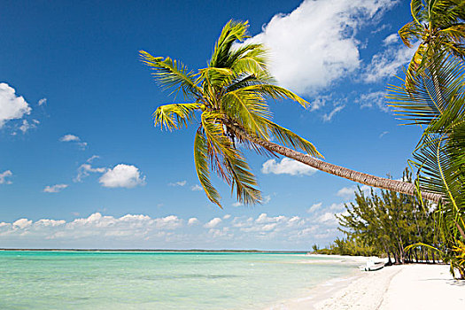 海滩,自然,海洋,夏天,休闲,概念,热带沙滩,棕榈树