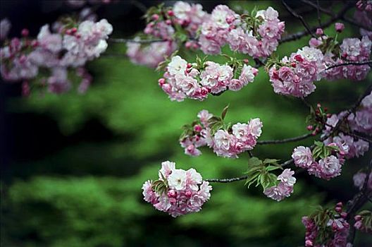 樱花,绿色,花园,二条城,地面,京都,日本