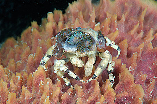 蜘蛛蟹,海葵,保和省,海洋,菲律宾,亚洲