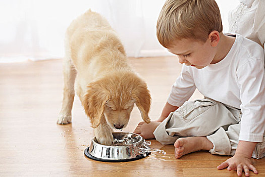 小男孩,看,小狗,玩,水,盘子