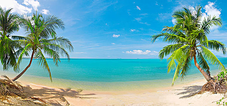 全景,热带沙滩,椰树