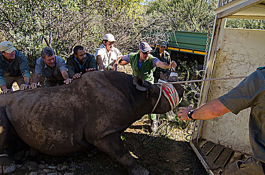 荒芜,黑犀牛,装载,板条箱,大象,公园,东开普省,南非