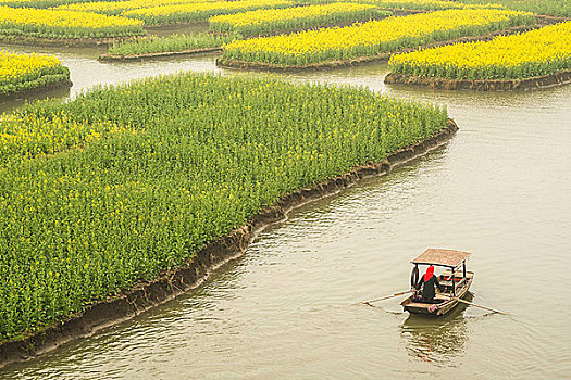 兴化油菜花