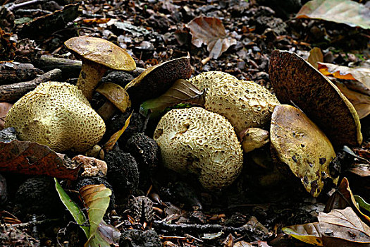 牛肝菌,蘑菇,多,上艾瑟尔省,荷兰