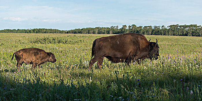 野牛,走,地点,幼兽,湖,营地,赖丁山国家公园,曼尼托巴,加拿大