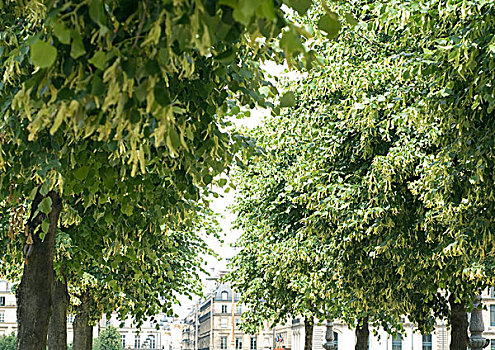 树,花园,巴黎,法国