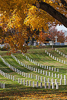 美国,弗吉尼亚,阿灵顿,阿灵顿国家公墓,军事,墓碑,秋天