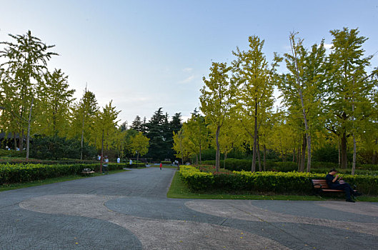 上海黄兴公园的树林