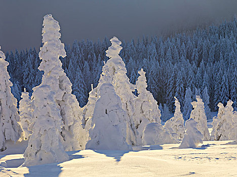 冬日树林,顶峰,山脉,黑森林,巴登符腾堡,德国