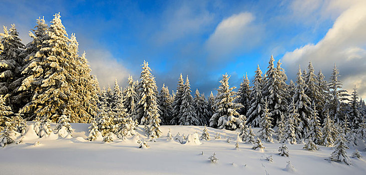 云杉,雪,夜光,树,冬天,哈尔茨山,国家公园,萨克森安哈尔特,德国,欧洲