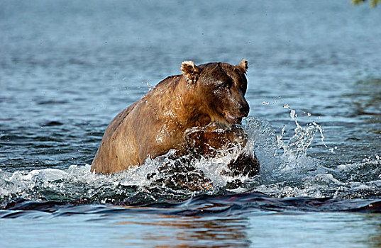 褐色,熊,追逐,鱼,河,阿拉斯加,美国