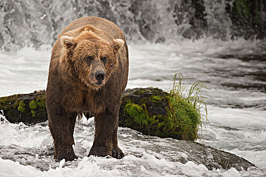棕熊,凝视,旁侧,石头,瀑布
