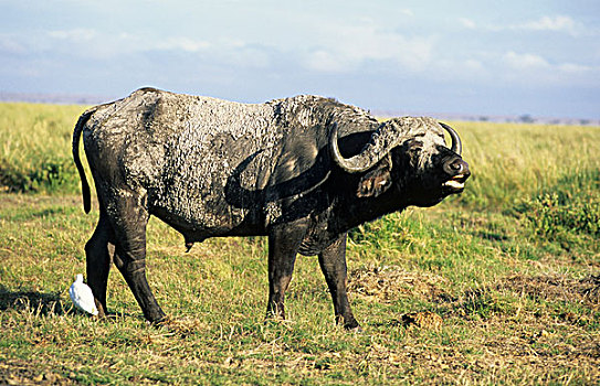 非洲,水牛,成年,雄性,安伯塞利国家公园,肯尼亚
