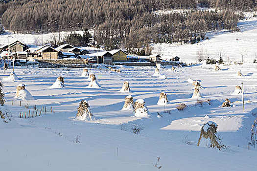 雪地,树林,村庄,雪村